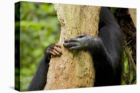Africa, Uganda, Kibale National Park. Hands of a female chimpanzee and her offspring.-Kristin Mosher-Premier Image Canvas
