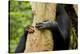 Africa, Uganda, Kibale National Park. Hands of a female chimpanzee and her offspring.-Kristin Mosher-Premier Image Canvas