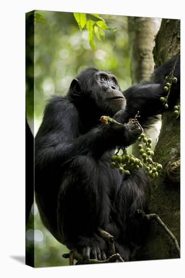 Africa, Uganda, Kibale National Park. Male chimpanzee eating figs.-Kristin Mosher-Premier Image Canvas