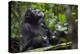 Africa, Uganda, Kibale National Park. Male chimpanzee grooms his relaxed companion's chest.-Kristin Mosher-Premier Image Canvas