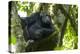 Africa, Uganda, Kibale National Park. Male chimpanzee relaxes in a tree observing his surroundings.-Kristin Mosher-Premier Image Canvas
