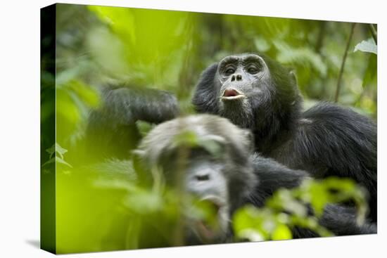 Africa, Uganda, Kibale National Park. Male chimpanzees pant-hoots his response.-Kristin Mosher-Premier Image Canvas