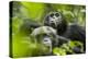 Africa, Uganda, Kibale National Park. Male chimpanzees pant-hoots his response.-Kristin Mosher-Premier Image Canvas