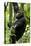 Africa, Uganda, Kibale National Park, Ngogo. Young adult male chimpanzee climbing.-Kristin Mosher-Premier Image Canvas