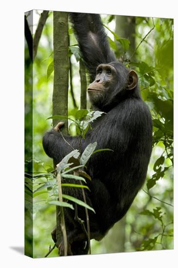 Africa, Uganda, Kibale National Park, Ngogo. Young adult male chimpanzee climbing.-Kristin Mosher-Premier Image Canvas