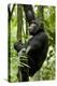 Africa, Uganda, Kibale National Park, Ngogo. Young adult male chimpanzee climbing.-Kristin Mosher-Premier Image Canvas