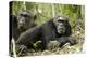 Africa, Uganda, Kibale National Park. Two resting male chimpanzees.-Kristin Mosher-Premier Image Canvas