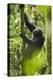 Africa, Uganda, Kibale National Park. Wild chimpanzee climbs a tree.-Kristin Mosher-Premier Image Canvas