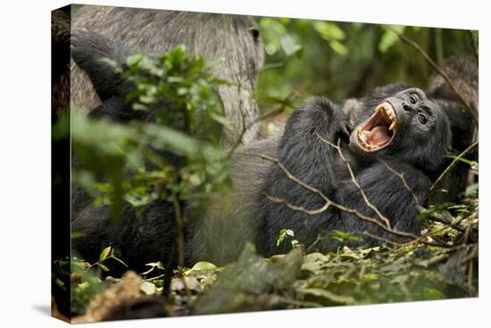 Africa, Uganda, Kibale National Park. Wild chimpanzee yawns while resting with others.-Kristin Mosher-Premier Image Canvas