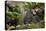 Africa, Uganda, Kibale National Park. Wild chimpanzee yawns while resting with others.-Kristin Mosher-Premier Image Canvas