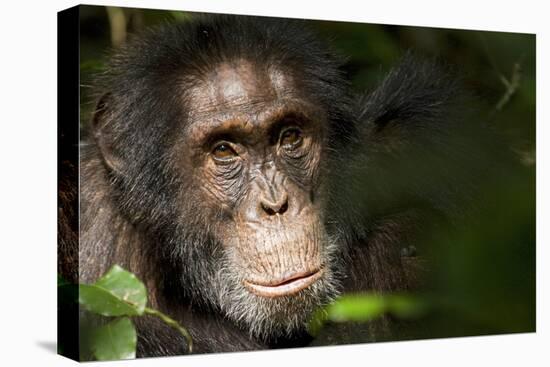 Africa, Uganda, Kibale National Park. Wild Chimpanzee-Kristin Mosher-Premier Image Canvas