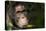 Africa, Uganda, Kibale National Park. Wild Chimpanzee-Kristin Mosher-Premier Image Canvas