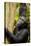 Africa, Uganda, Kibale National Park. Wild female chimpanzee chews wood.-Kristin Mosher-Premier Image Canvas