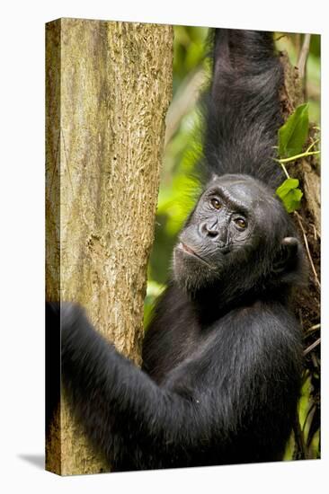 Africa, Uganda, Kibale National Park. Wild female chimpanzee chews wood.-Kristin Mosher-Premier Image Canvas