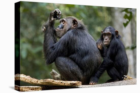 Africa, Uganda, Kibale National Park. Wild female chimpanzee with her daughter.-Kristin Mosher-Premier Image Canvas