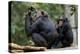 Africa, Uganda, Kibale National Park. Wild female chimpanzee with her daughter.-Kristin Mosher-Premier Image Canvas