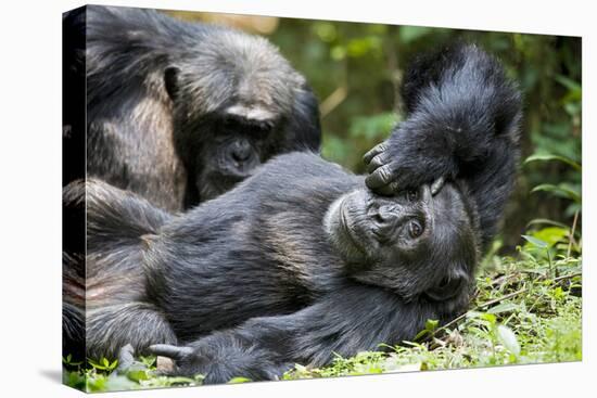 Africa, Uganda, Kibale National Park. Wild male chimpanzee relaxes.-Kristin Mosher-Premier Image Canvas