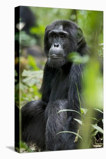 Africa, Uganda, Kibale National Park. Wild male chimpanzee sits observing his surroundings.-Kristin Mosher-Premier Image Canvas