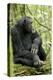 Africa, Uganda, Kibale National Park. Wild male chimpanzee sits on a log.-Kristin Mosher-Premier Image Canvas