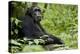 Africa, Uganda, Kibale National Park. Wild male chimpanzee sits.-Kristin Mosher-Premier Image Canvas