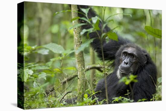 Africa, Uganda, Kibale National Park. Wild male chimpanzee stares, his face relaxed.-Kristin Mosher-Premier Image Canvas