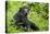 Africa, Uganda, Kibale National Park. Young adult chimpanzee relaxes on a path.-Kristin Mosher-Premier Image Canvas