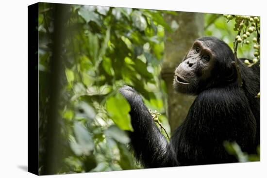 Africa, Uganda, Kibale National Park. Young adult male chimpanzee eating figs.-Kristin Mosher-Premier Image Canvas