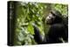 Africa, Uganda, Kibale National Park. Young adult male chimpanzee eating figs.-Kristin Mosher-Premier Image Canvas