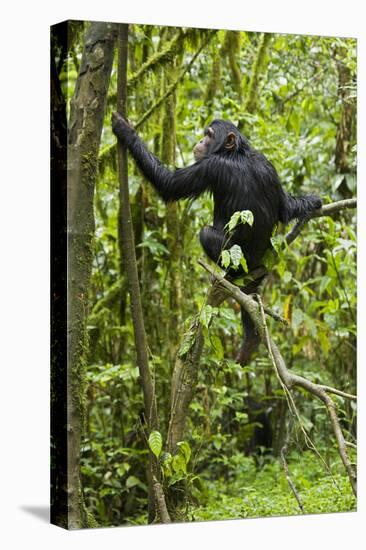 Africa, Uganda, Kibale National Park. Young chimpanzee wet with rain.-Kristin Mosher-Premier Image Canvas