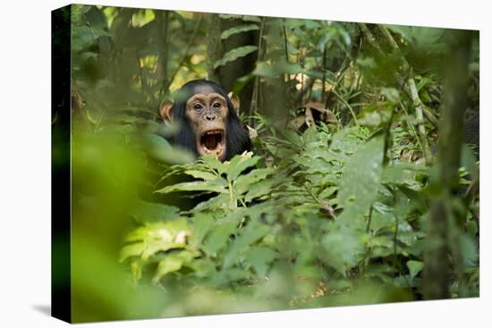 Africa, Uganda, Kibale National Park. Young juvenile chimpanzee sits yawning.-Kristin Mosher-Premier Image Canvas