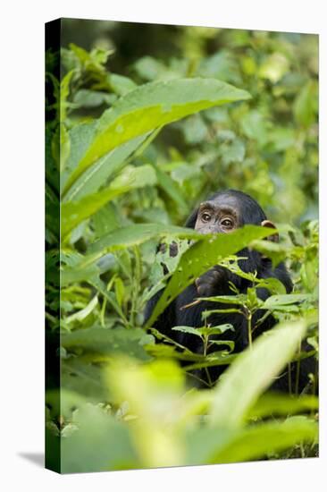 Africa, Uganda, Kibale National Park. Young juvenile chimpanzee.-Kristin Mosher-Premier Image Canvas