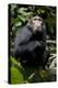 Africa, Uganda, Kibale National Park. Young male chimpanzee.-Kristin Mosher-Premier Image Canvas