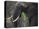 Africa, Zambia. Close-Up of Elephant Eating Grass-Jaynes Gallery-Premier Image Canvas