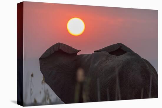 Africa, Zambia. Close-Up of Elephant Rear at Sunset-Jaynes Gallery-Premier Image Canvas