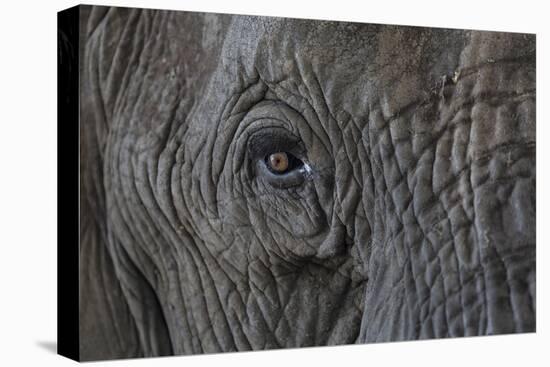 Africa, Zambia. Close-Up of Elephant's Eye-Jaynes Gallery-Premier Image Canvas