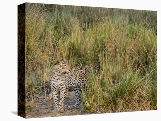 Africa, Zambia. Close-Up of Leopard Standing in Grass-Jaynes Gallery-Premier Image Canvas