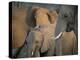 Africa, Zambia. Elephant Adults and Young-Jaynes Gallery-Premier Image Canvas