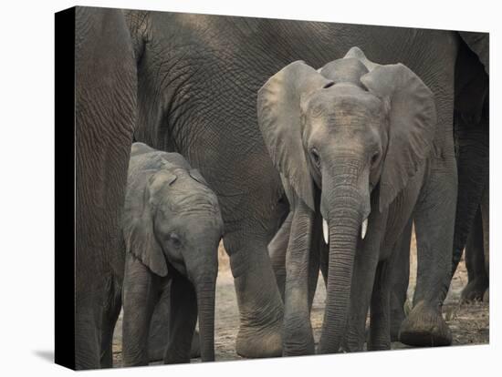 Africa, Zambia. Elephant Adults and Young-Jaynes Gallery-Premier Image Canvas