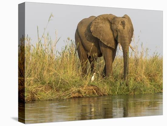 Africa, Zambia. Elephant Next to Zambezi River-Jaynes Gallery-Premier Image Canvas