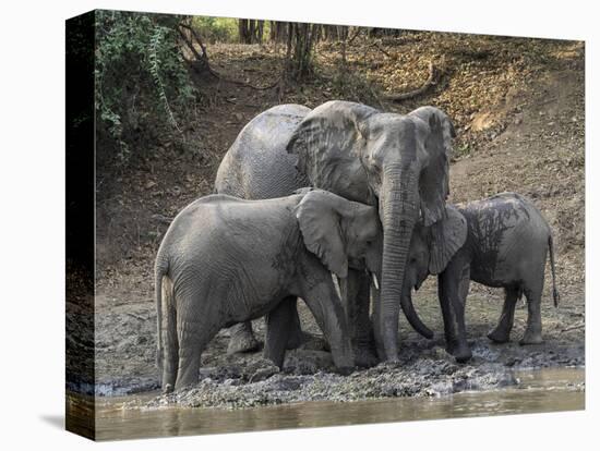 Africa, Zambia. Elephants on Zambezi River Bank-Jaynes Gallery-Premier Image Canvas