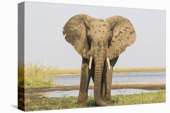 Africa, Zambia. Front View of Elephant-Jaynes Gallery-Premier Image Canvas