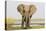 Africa, Zambia. Front View of Elephant-Jaynes Gallery-Premier Image Canvas