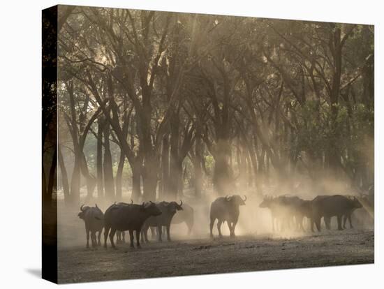 Africa, Zambia. Herd of Cape Buffaloes-Jaynes Gallery-Premier Image Canvas