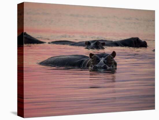 Africa, Zambia. Hippos in River at Sunset-Jaynes Gallery-Premier Image Canvas