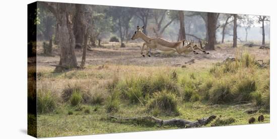 Africa, Zambia. Impala Leaping-Jaynes Gallery-Premier Image Canvas