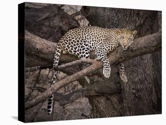 Africa, Zambia. Leopard in Tree-Jaynes Gallery-Premier Image Canvas
