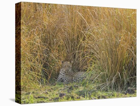Africa, Zambia. Leopard Resting in Grass-Jaynes Gallery-Premier Image Canvas