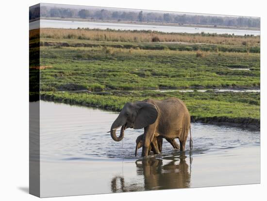 Africa, Zambia. Mother and Young in River-Jaynes Gallery-Premier Image Canvas