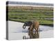 Africa, Zambia. Mother and Young in River-Jaynes Gallery-Premier Image Canvas