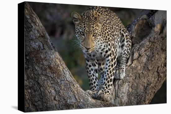 Africa, Zambia. Portrait of Leopard in Tree-Jaynes Gallery-Premier Image Canvas